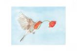 La bataille des coquelicots