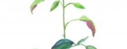 Illustration 19