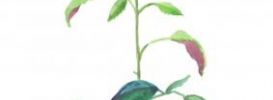 Illustration 19