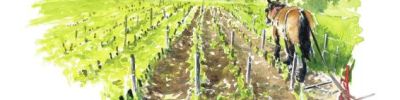 Quatre saisons de la vigne - Le printemps