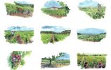 Quatre saisons de la vigne L'été / Anne Le Maître