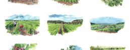 Quatre saisons de la vigne L'été / Anne Le Maître