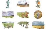 Quatre saisons de la vigne L'automne / Anne Le Maître