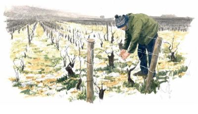 Calendrier Quatre saisons de la vigne
