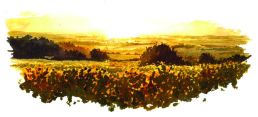 Quatre saisons de la vigne L'été- affiche A4