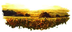 Quatre saisons de la vigne L'été- affiche A4