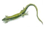 Illustration 1